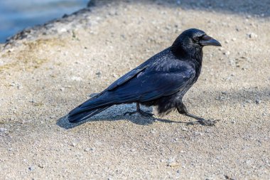 The Common Raven, Corvus corax Münih, Almanya 'daki Kleinhesseloher Gölü.