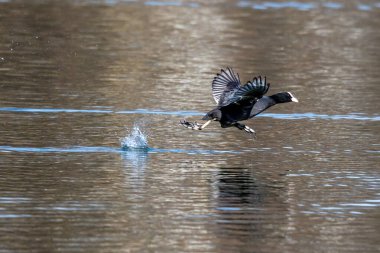 Avrasya yaban ördeği (