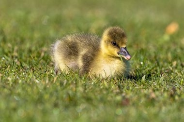Anser anser, Anatidae familyasından bir kuş türü olan Anatidae familyasından bir kaz türü.