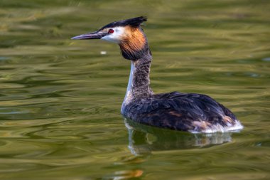 Great Crested Grebe, Podiceps kristali turuncu güzel renklerle, kırmızı gözlü bir su kuşu. Eski Dünya 'da bulunan en büyük aile üyesidir..