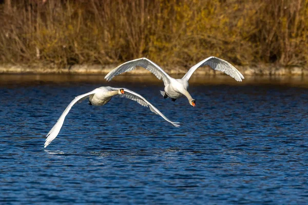 Der Höckerschwan Cygnus Olor Ist Eine Schwanenart Und Ein Mitglied — Stockfoto