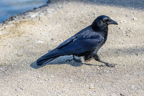 The Common Raven, Corvus corax Münih, Almanya 'daki Kleinhesseloher Gölü.