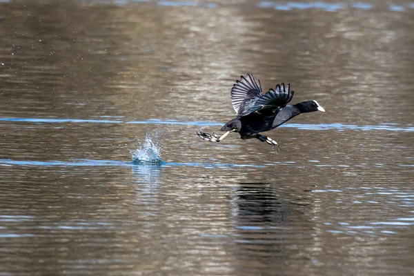 Avrasya yaban ördeği (