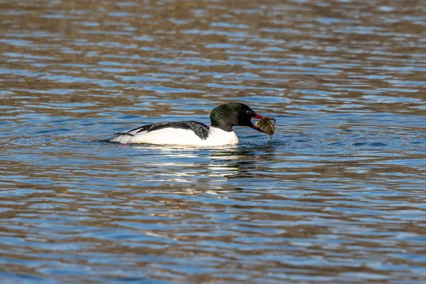 Merganser Comum Goosander Mergus Merganser Comendo Peixe Lago Kleinhesseloher Jardim — Fotografia de Stock