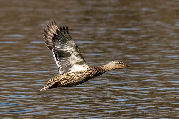 Pato Mallard Anas Platyrhynchos Pato Aqui Voando Sobre Lago Munique — Fotografia de Stock