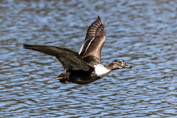 Pato Mallard Anas Platyrhynchos Pato Aqui Voando Sobre Lago Munique — Fotografia de Stock
