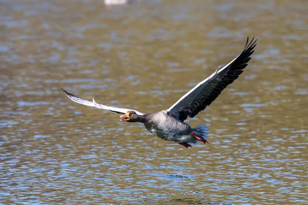 Anser Anser Una Specie Grande Oca Della Famiglia Anatidae Degli — Foto Stock