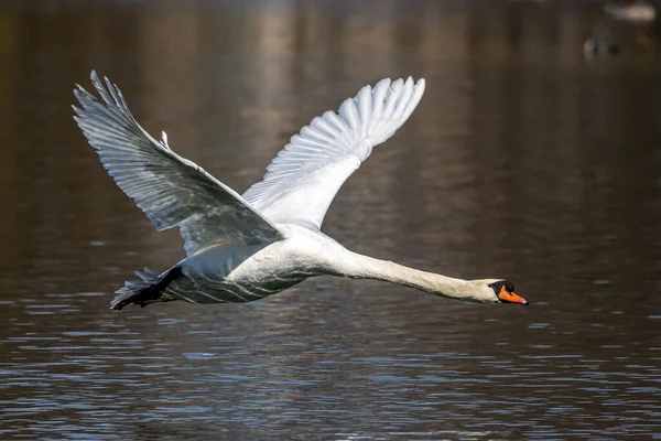 Dilsiz Kuğu Dilsiz Kuğu Anatidae Familyasından Bir Kuğu Türüdür Burada — Stok fotoğraf