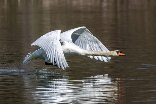 Cygnus Olor Uma Espécie Cisne Família Anatidae Aqui Voando Sobre — Fotografia de Stock