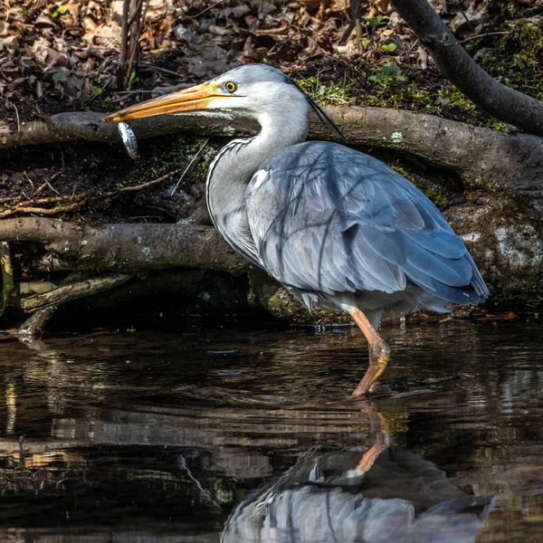 While fishing in the moving water this grey heron, Ardea cinerea successfully caught a fish. This is a long-legged predatory wading bird of the heron family, Ardeidae