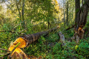 Ismaning, Münih, Almanya 'da Bavyera, Avrupa' da Isar Nehri boyunca ormandaki sonbahar atmosferi