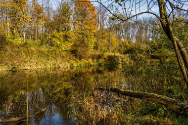 Ismaning, Münih, Almanya 'da Bavyera, Avrupa' da Isar Nehri boyunca ormandaki sonbahar atmosferi