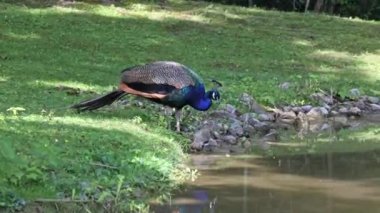Hint Peafowl veya mavi Peafowl, Büyük ve parlak renkli bir kuş türüdür, Güney Asya 'ya özgü, fakat dünyanın diğer bölgelerinde de tanıtılan bir türdür..