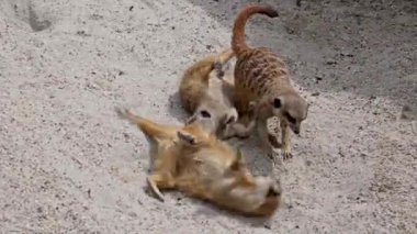 Meerkat, Suricata Suricatta hoplayıp zıplıyorlar ve birbirleriyle dövüşüyorlar.