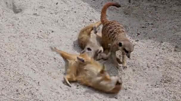 Meerkat Suricata Suricatta 이리저리 뛰어다니고 싸우는 — 비디오