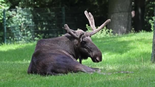 Лось Або Лося Alces Alces Найбільшими Існуючими Видами Родині Оленів — стокове відео