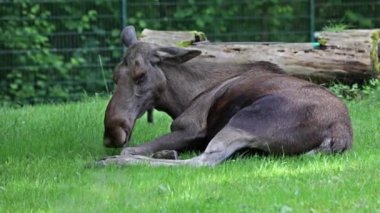 Geyik ya da geyik, Alces Alces geyik familyasındaki en büyük türdür. Geyikler, erkeklerin geniş, düz ya da palmat boynuzlarıyla ayırt edilir..