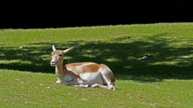 Chital ya da cheetal geyik, Axis axis, Alman Ulusal Parkı 'ndaki benekli geyik ya da eksen geyiği olarak da bilinir..
