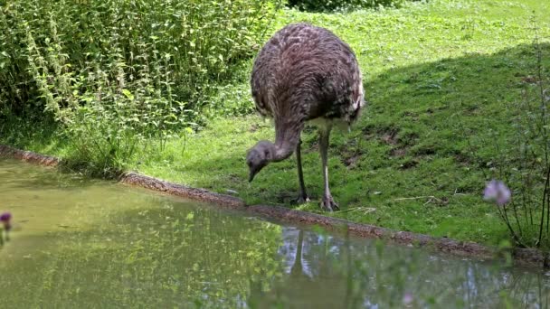 Darwin Rhea Rhea Pennata Daha Rhea Olarak Bilinir — Stok video