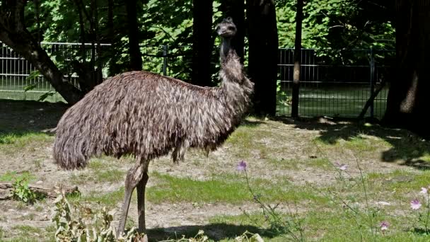 Emu Dromaius Novaehollandiae Druhý Největší Živý Pták Podle Výšky Jeho — Stock video