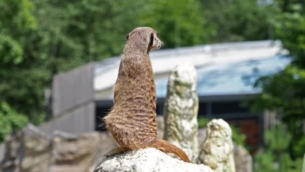 Meerkat Suricata Suricatta Κάθεται Μια Πέτρα Και Κοιτάζοντας Μέσα Στην — Αρχείο Βίντεο