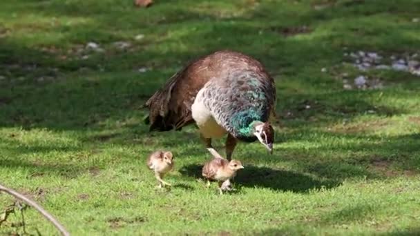Indian Peafowl Mom Little Babies Blue Peafowl Pavo Cristatus Large — Stock Video