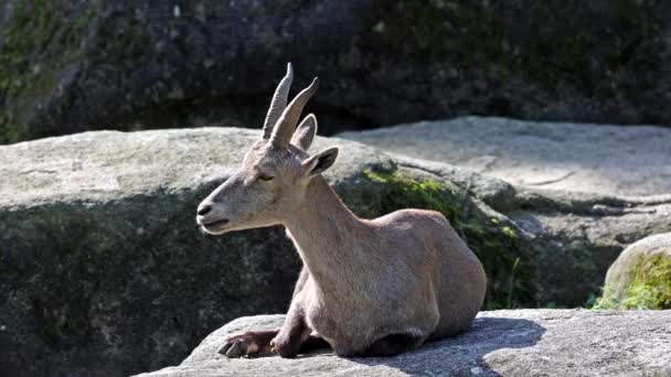 Αρσενικό Βουνό Ibex Capra Ibex Κάθεται Ένα Βράχο Ένα Γερμανικό — Αρχείο Βίντεο