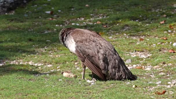 Индийская Мама Павлин Маленькими Детьми Голубая Торфяная Птица Pavo Cristatus — стоковое видео