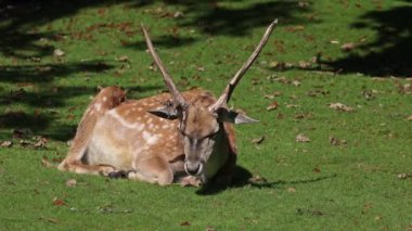 Fallow deer, Dama mezopotamya, Cervidae familyasından bir memeli türü..