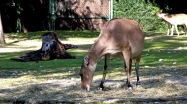 Nilgai ya da mavi inek. Boselaphus tragocamelus, Asya 'nın en büyük antilopudur ve Hindistan' ın alt kıtasında endemiktir..