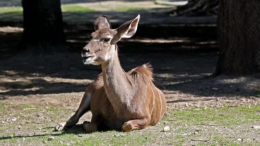 Büyük kudu, yayılım gösterir: strepsiceros Doğu ve Güney Afrika boyunca bulunan ormanlık bir antilop olduğunu..