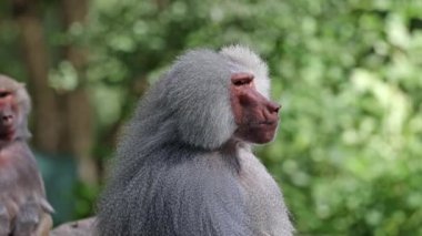 Bir kayanın üzerinde oturan ve etrafa bakan hamadryas babunu. Papio hamadryas bir babun türüdür.