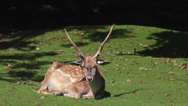 Fallow Deer Dama Mezopotamya Cervidae Familyasından Bir Memeli Türü — Stok video