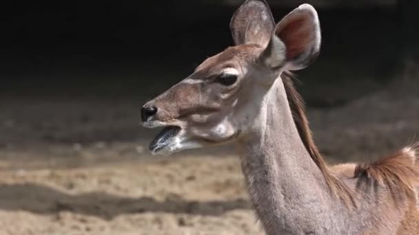 Större Kudu Tragelaphus Strepsiceros Skogsmark Antilop Utformade Östra Och Södra — Stockvideo