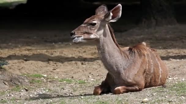 Greater Kudu Tragelaphus Strepsiceros Woodland Antelope Found Throughout Eastern Southern — Stock Video