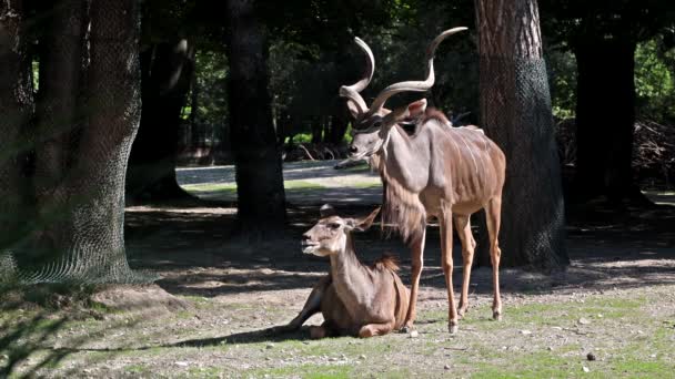 Büyük Kudu Yayılım Gösterir Strepsiceros Doğu Güney Afrika Boyunca Bulunan — Stok video