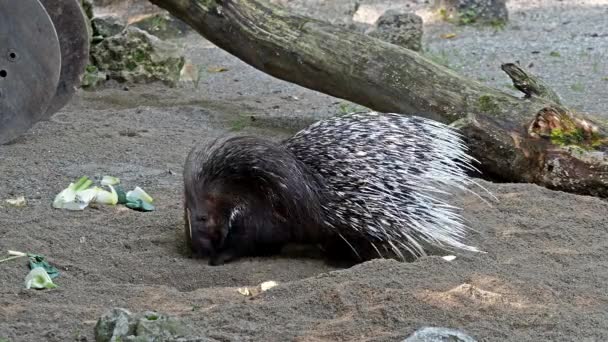 Hystrix Indica Est Une Espèce Rongeur Hystricomorphe Famille Des Hystricidae — Video