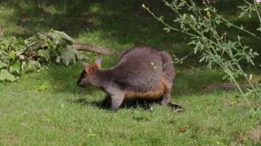 Wallaby bataklığı, Wallabia bicolor, küçük kangurulardan biridir. Bu valabi aynı zamanda siyah valabi olarak da bilinir.