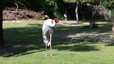 Sarus vinci, Grus antigone Hindistan 'ın Güneydoğu Asya ve Avustralya' nın bazı bölgelerinde bulunan büyük bir göçmen olmayan turnadır.. 