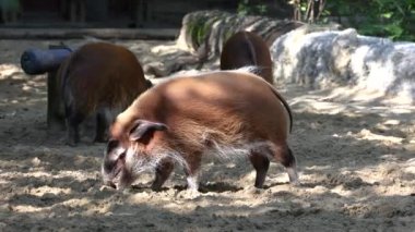 Kızıl nehir domuzu, Potamochoerus porcus, ayrıca çalı domuzu olarak da bilinir. Bu domuzun yer altında yiyecek bulmak için keskin bir koku alma duyusu var..