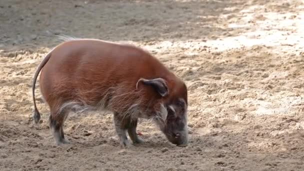 Porco Rio Vermelho Potamochoerus Porcus Também Conhecido Como Porco Mato — Vídeo de Stock