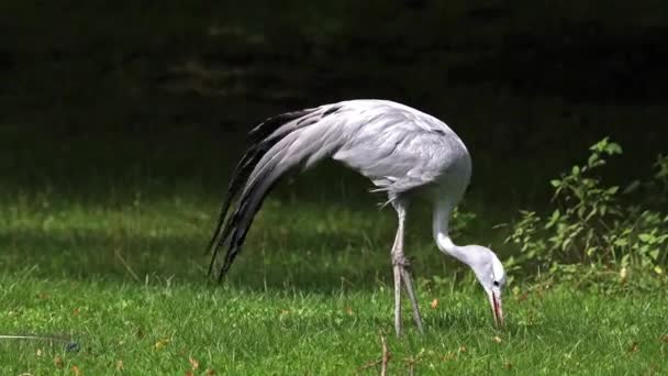 Grue Bleue Grus Paradisea Est Une Espèce Oiseau Endémique Afrique — Video
