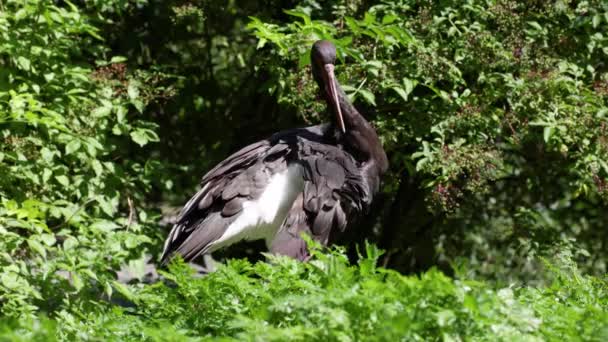 Μαύρος Πελαργός Ciconia Nigra Μεγάλο Πουλί Της Οικογένειας Των Πελαργών — Αρχείο Βίντεο
