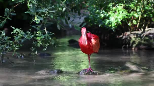 Scarlet Ibis Eudocimus Ruber Bird Threskiornithidae Family Admired Coloration Feathers — стоковое видео