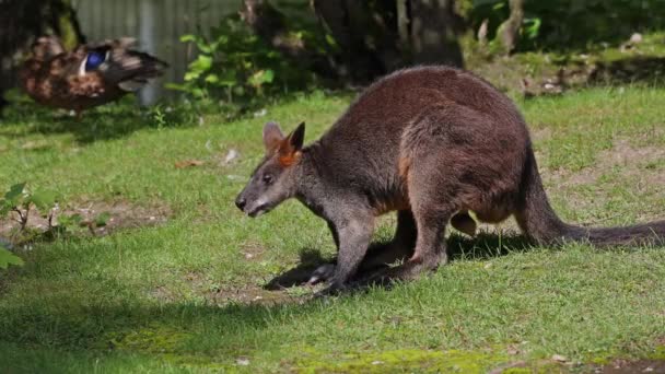 Swamp Wallaby Wallabia Bicolor Een Van Kleinere Kangoeroes Deze Wallaby — Stockvideo
