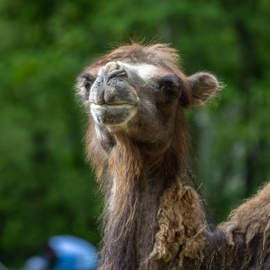 Bactrian develeri (Camelus bactrianus), Orta Asya 'nın bozkırlarına özgü büyük, tek ayak parmaklı bir bakteridir. Bactrian devesinin sırtında iki hörgücü vardır.