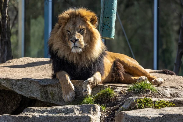 Lev Panthera Leo Jednou Čtyř Velkých Koček Rodu Panthera Členem — Stock fotografie