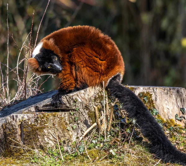 Den Röda Ruffade Lemur Varecia Rubra Två Arter Släktet Varecia — Stockfoto