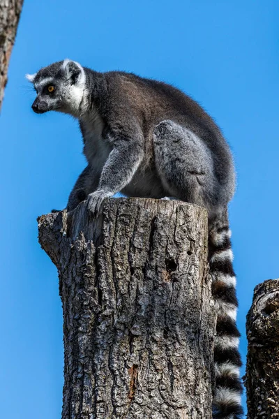 Der Lemurenmaki Ist Ein Großer Strepsirrhein Primat Und Der Bekannteste — Stockfoto