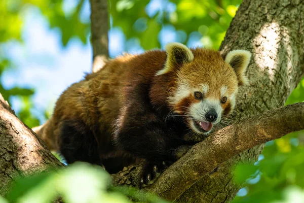 Panda Rojo Ailurus Fulgens También Llamado Panda Menor Oso Gato — Foto de Stock